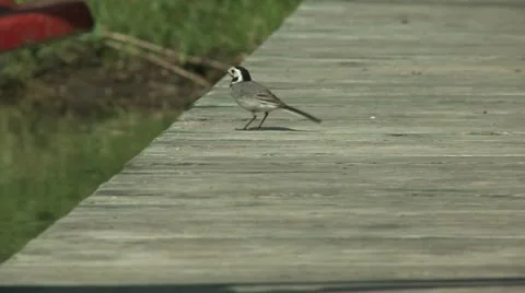 Wagtail Stock Footage 10835163