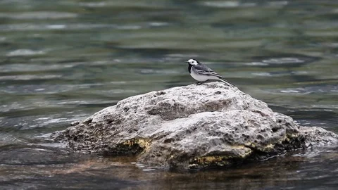 Wagtail Stock Footage 92201682