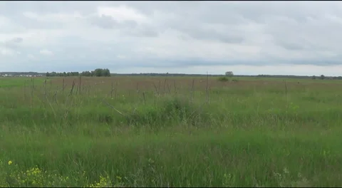 Wagtail on the grass Stockbeeldmateriaal 39653735