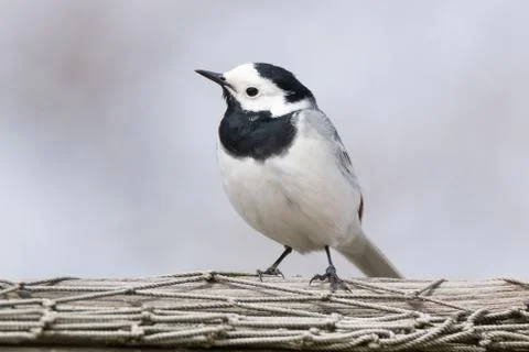 Wagtail on the grass Stock Photos
