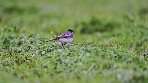 Wagtail in green grass is looking for insects and worms Stock Footage 244514867