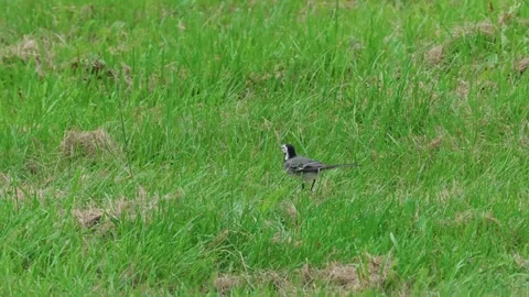 A wagtail is hopping Video stock 317379337