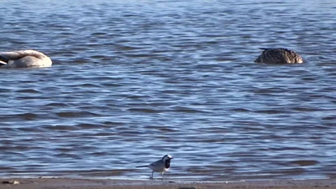 Wagtail is looking for food in the sand Stock Footage 277094841