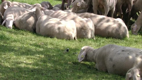 Wagtail on a meadow with sheeps Stock Footage 199238020