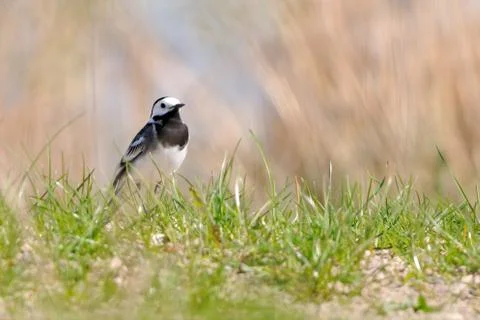 Wagtail Stock Photos