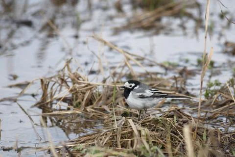 Wagtail Foto stock