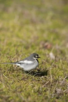 Wagtail Stock Photos