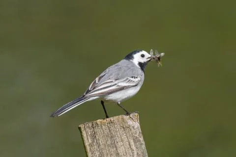 Wagtail Foto stock
