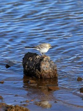 Wagtail Fotos de archivo