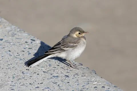 Wagtail Fotos de archivo