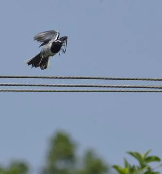 Wagtail Stock Photos