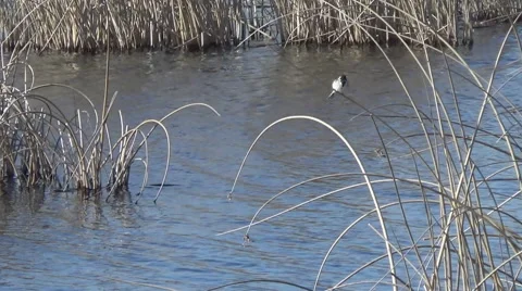 Wagtail in the reeds 스톡 동영상 49441154