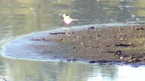 Wagtail on the River 스톡 동영상 12498396