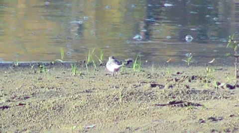 Wagtail on the River 스톡 동영상 12498698