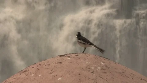 Wagtail on a rock in front of a waterfall Video stock 84722448