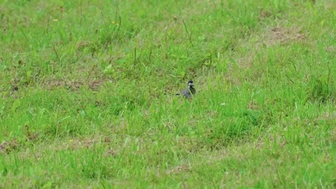A wagtail is running on the grass Stockbeeldmateriaal 317379328