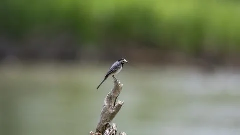 Wagtail sitting on a branch Foto stock