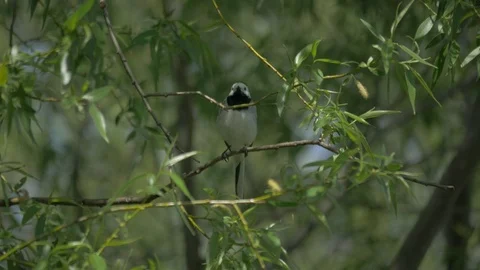 Wagtail is sitting on a tree branch Video stock 83217277