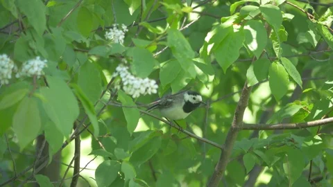 Wagtail is sitting on a tree branch Stock Footage 83218973