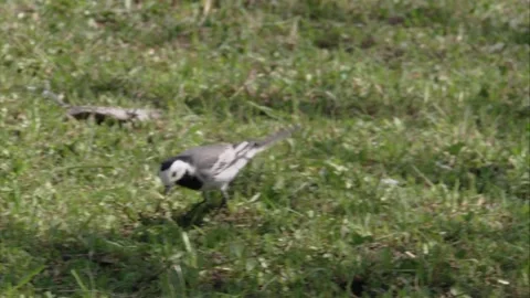 Wagtail in spring Stock Footage 199237986