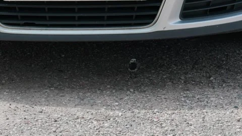 A wagtail standing Video stock 332456316