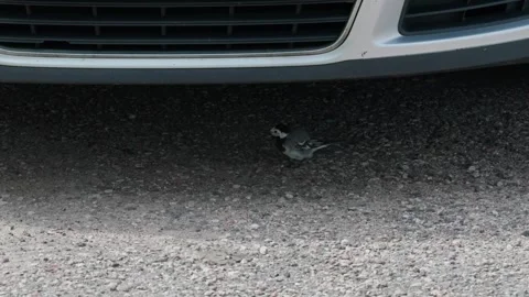 A wagtail standing Video stock 332456529