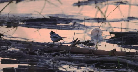 Wagtail walks by the river, sunset, 4K slomo Video stock 168822391