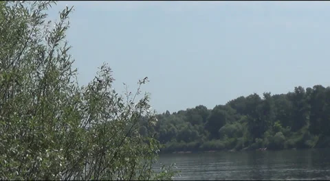 Wagtails learn to fly 스톡 동영상 39787476