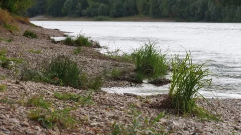 Wagtails on the river 스톡 동영상 69841588