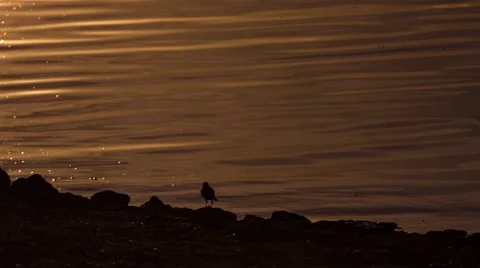 Wagtails at sunset on the river Video stock 67065609