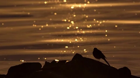 Wagtails at sunset on the river 動画素材 67066423