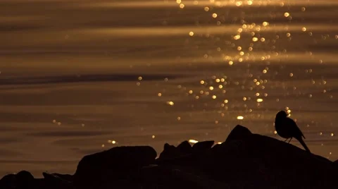 Wagtails at sunset on the river Video stock 67068595