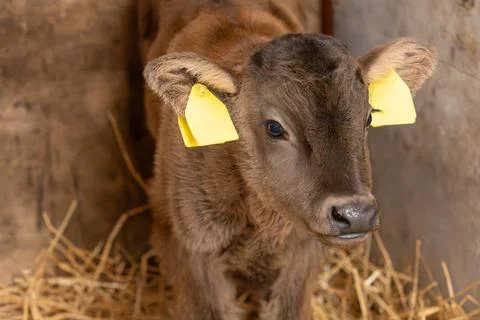 A Wagyu calf in a stable looking at the camera Stock Photos