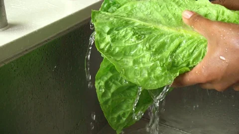 Wahing Lettuce Slow Motion 스톡 동영상 77080748