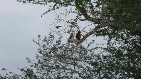 Wahlberg's eagle, brown and pale morph Video stock 345960050