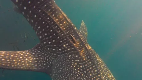 Wahle Shark 2 Stock Footage 296938261