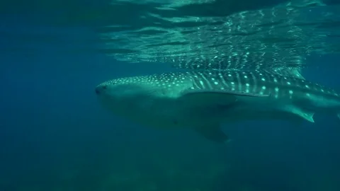 Wahle shark swimming close to the surface looking for krill. Stock Footage 78992573