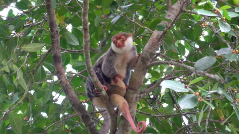 Waigeo Spotted Cuscus (Spilocuscus papuensis) Eats on a Tree Branch Vídeo Stock 331450497
