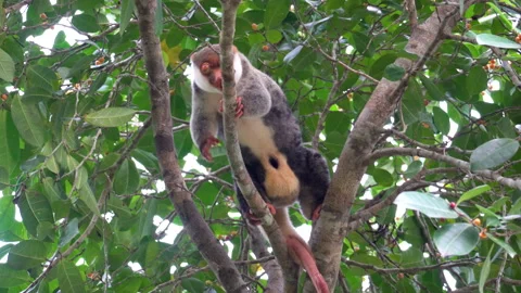Waigeo Spotted Cuscus (Spilocuscus papuensis) Walking Along a Tree Branch Vídeo Stock 331450526