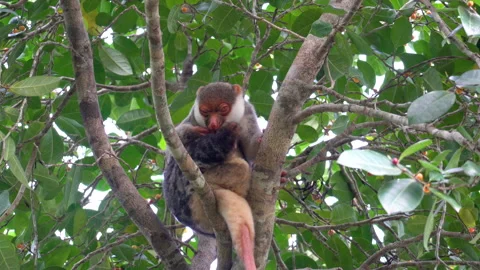 Waigeo Spotted Cuscus (Spilocuscus papuensis) Licks Itself and Scratches Vídeo Stock 331450580