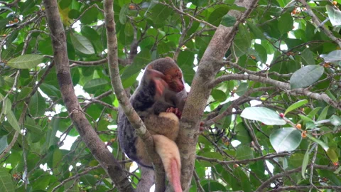 Waigeou Spotted Cuscus (Spilocuscus papuensis) Scratching Head Vídeo Stock 331450432