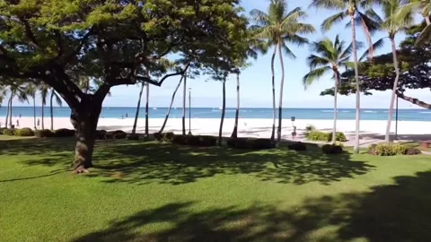 Waikiki Beach trees Video stock 182083027