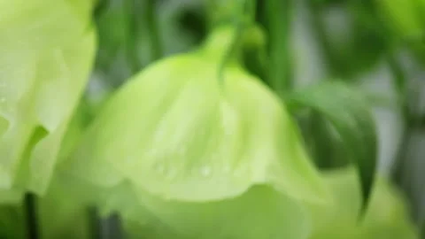 Wailful Flowers 動画素材 106464818