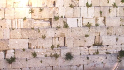 The wailing Wall (kotel,Western) With Swifts Birds Flying Stock Footage