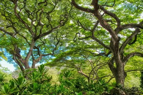 WAIMEA VALLEY TREES Stock Photos