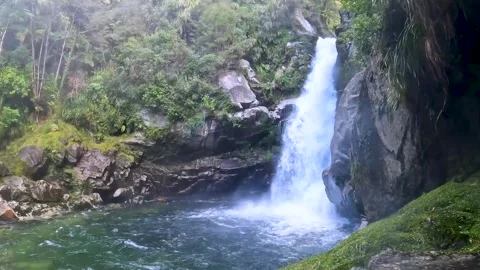 Wainui Falls surrounded by native bush of nikau palms, rata trees and ferns.. Stock-Footage 286765601