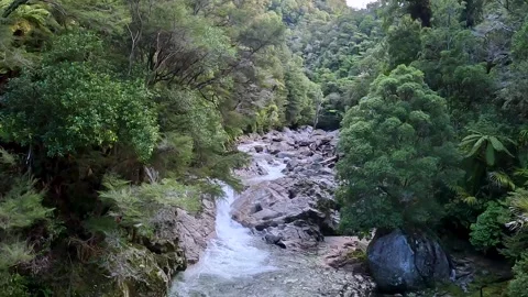 Wainui Falls surrounded by native bush of nikau palms, rata trees and ferns.. Stock Footage 286765689