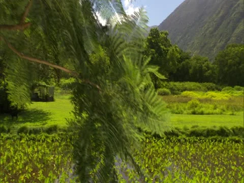Waipio Valley Stock-Footage 22242895