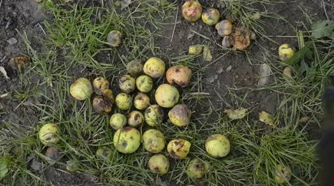 Waist of apples Stock Footage 42645425