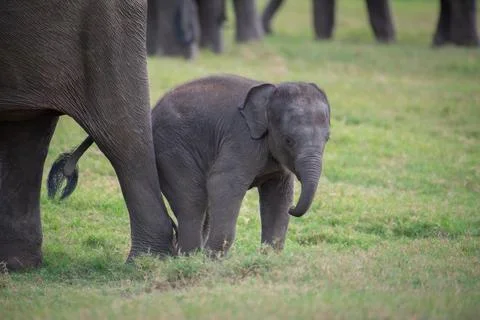 "Wait for Me, Mom!" - Tiny Elephant Calf Trying to Keep Up with the Herd Stock Photos
